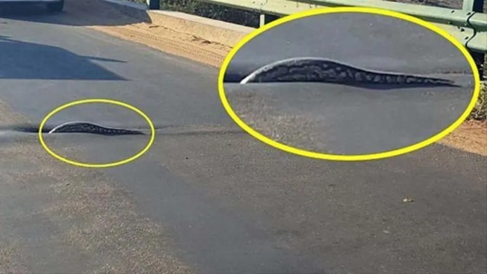 Yolda onu gören korkusundan inemedi!