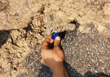 Alevlerin arasından sağ çıktı! Kaplumbağa yangından böyle kurtuldu