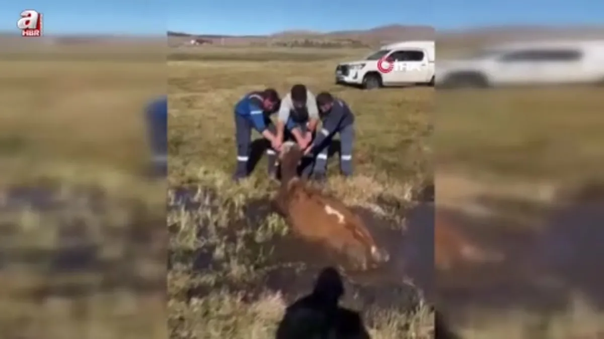 Ardahan’da bataklığa saplanan inek kurtarıldı