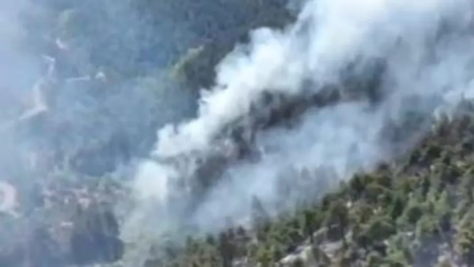 Orman yangınlarının acı faturası