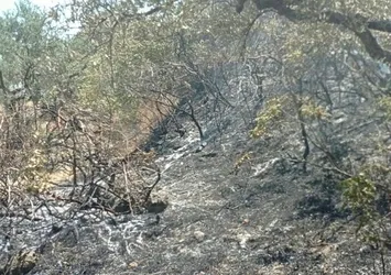 Hatay'da çıkan orman yangını kontrol altına alındı