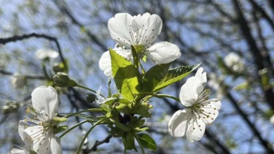 Sabah saatlerinde camları açmayın