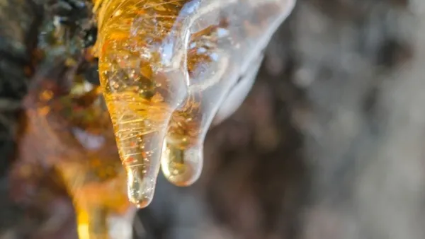 Ender Saraç önerdi! 1 hafta içinde 5 kilo garanti! Her gün tüketirseniz...