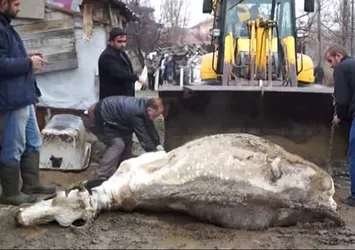 Balıkesir'de şarbon görüldü
