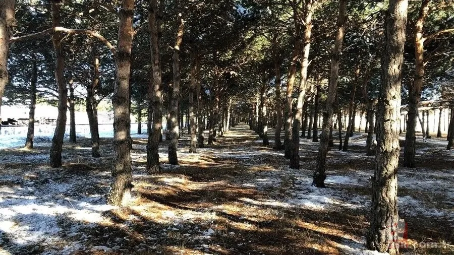 Bozkırın ortasında yemyeşil doğa! Hayran bırakan görüntüler 21