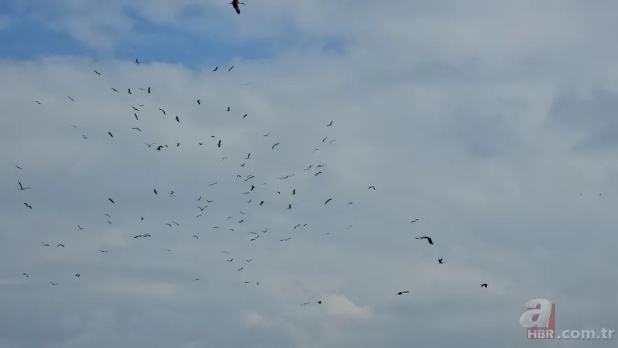 Göç yolculuğuna çıkan leylekler görsel şölen yaşattı 4