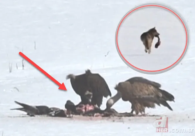 Rengiyle dikkat çekti! Nesli tükenme tehlikesi altındaki akbaba böyle görüntülendi 4