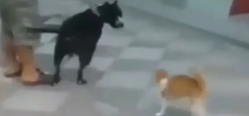 kedi pitbull cinsi kopege saldirdi