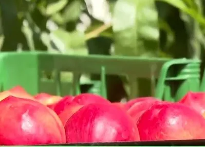 Bursa şeftalisinin hasat zamanı