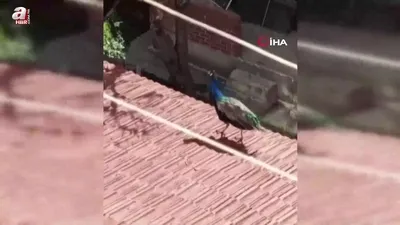 Eskişehir’de çatıda tavus kuşu şaşkınlığı
