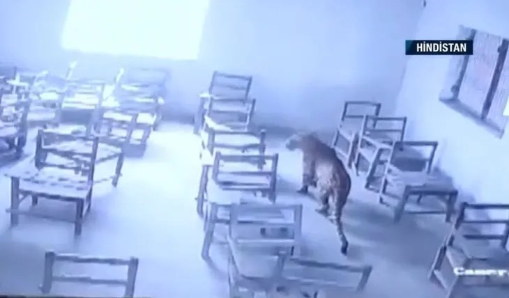 Okulda leopar dehşeti! Sınıfta karşılaştığı öğrencinin sırtına pençe darbesi atıp...