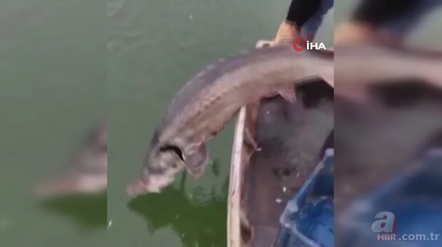 Balıkçının ağına takıldı! Havyarı 2 milyon liraya satılıyor 6