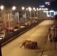Yerleşim yerinde fil paniği! Yollar kapatıldı