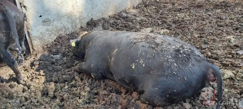 Görüntüler Türkiye'den... Diyarbakır'da 2 metrelik yılanların dansı kamerada 12