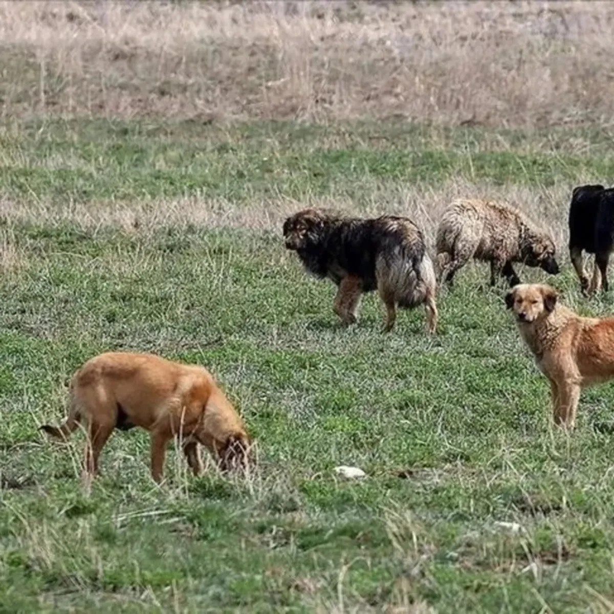 Halfeti'deki köpek saldırısı için müfettiş görevlendirildi