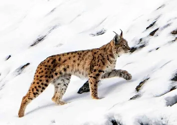 Vaşak köye inip yiyecek aradı