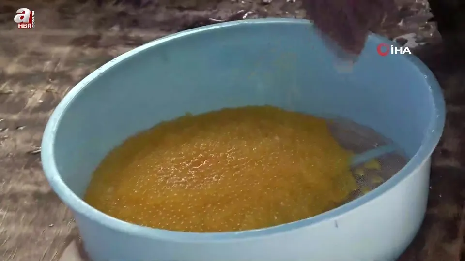 Van Gevaş’ta alabalık sağımı yapıldı