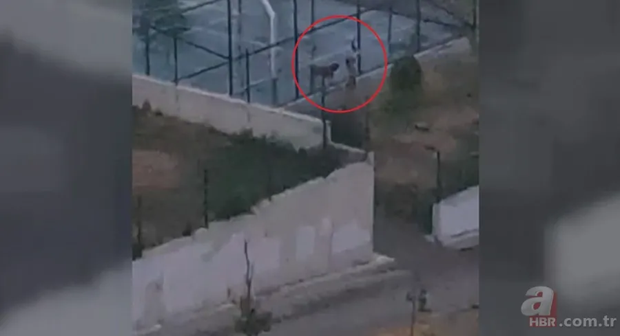 Kapı önünde pitbull dehşeti! Baba Adem Öztürk A Haber'de gözyaşlarıyla anlattı! Köpek sahibi tutuklandı 18