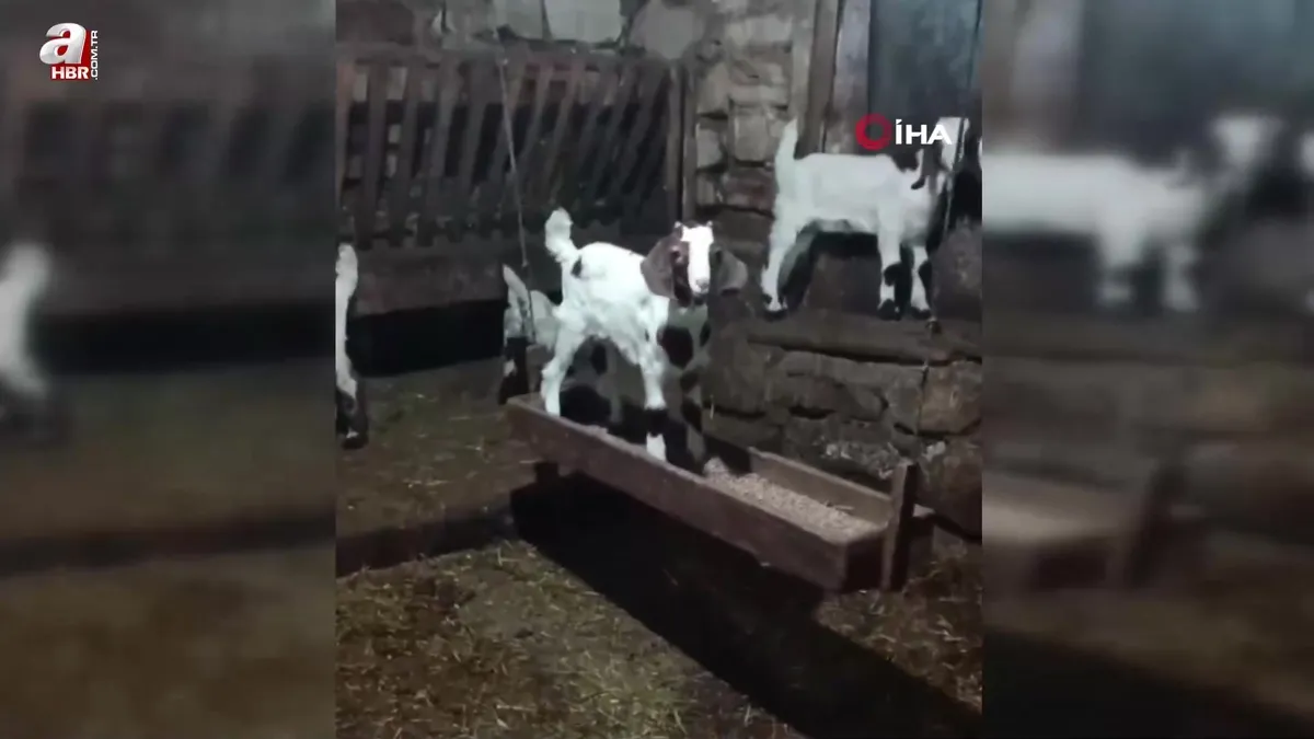 Oğlağın ahırda salınacak keyfi kamerada