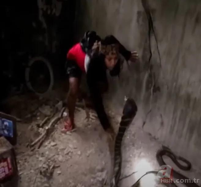 Eve giren kobra yılanıyla ölüm dansı yaptı! Tansiyon çıkaran anlar... 2