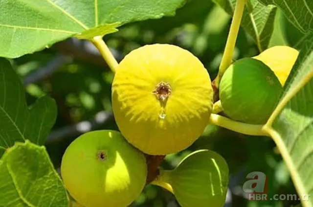 Türkiye'de hangi şehrin neyi meşhur? İşte il il meşhur olan şeyler... 12