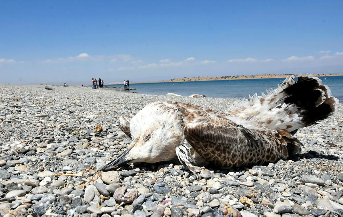 Van'da tedirgin eden martı ölümleri! Korkunç iddia
