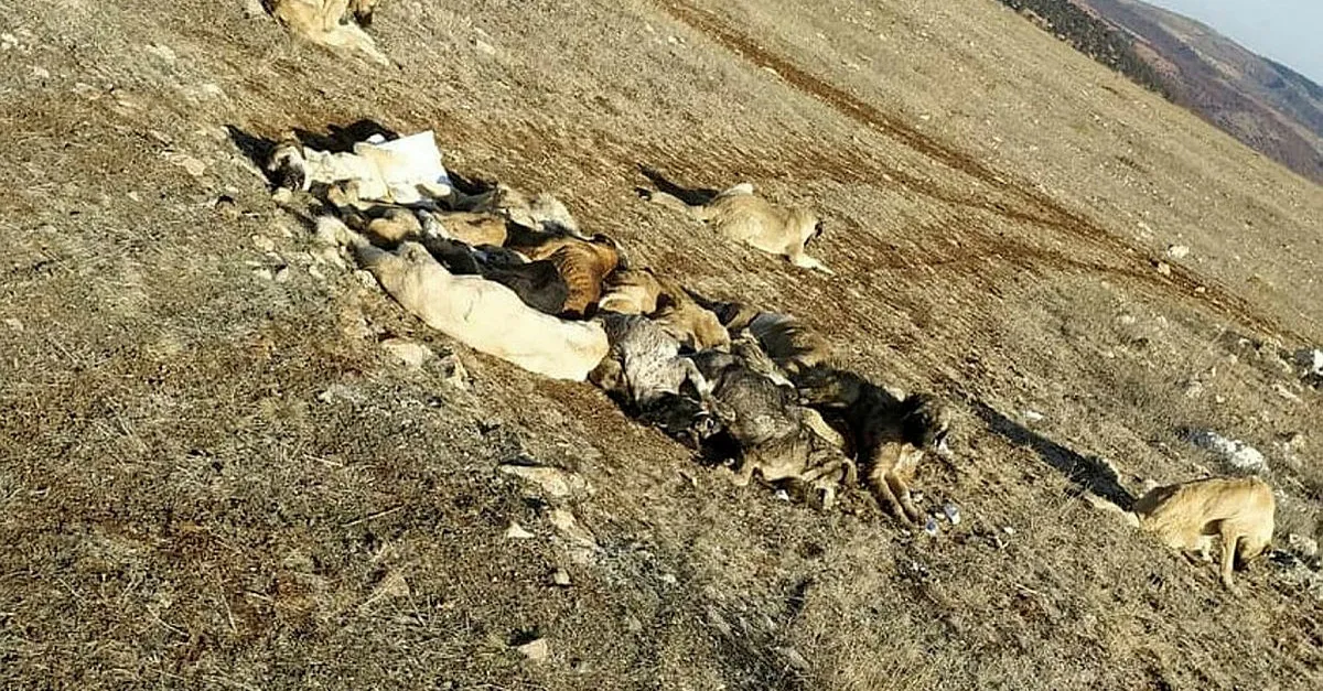 Tokat Zile'de şok! 29 köpek bu halde bulundu