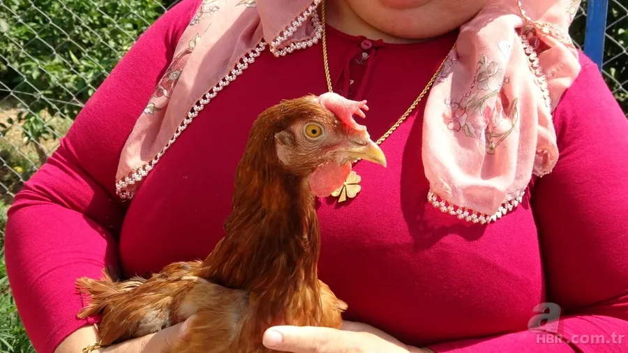 Tavuk kümesine girince gözlerine inanamadı 🥚 Günlük yumurtalarının üstünde adı ve soyadının baş harflerini gördü 🐔 3