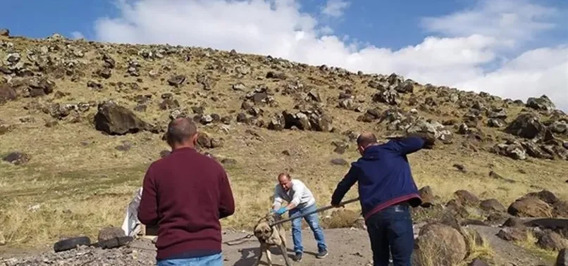 Bitlis’te sokak köpeği tarafından ısırıldılar! Kuduz vakasında kritik 24 saat detayı!