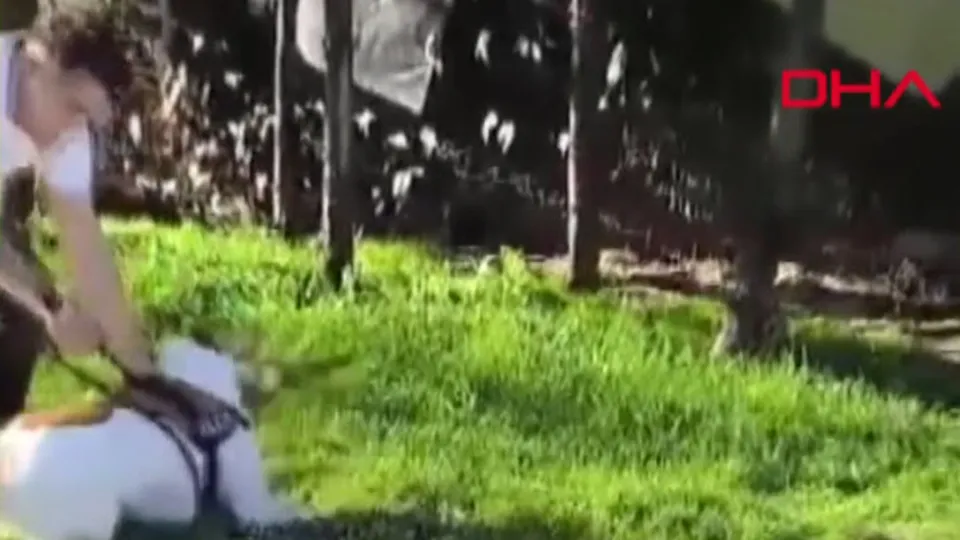 Esenler’de pitbull dehşeti! Ağızlıksız gezdirilen pitbull kedilere böyle saldırdı