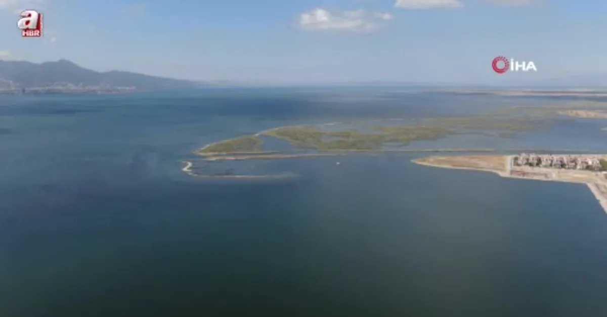 Orkinos ölümlerinin nedeni kirlilik