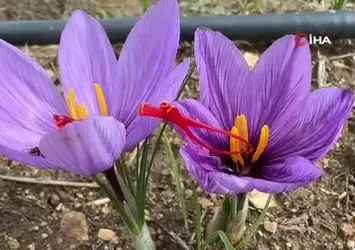 Soğuk hava dünyanın en pahalı baharatında erken çiçek açtırdı