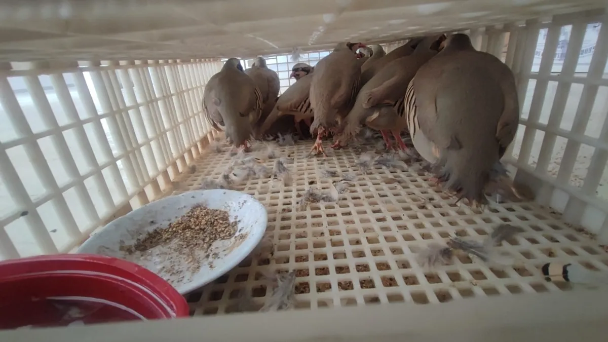 Şırnak'ta yasa dışı yollarla yurda sokulan 38 keklik doğaya salındı