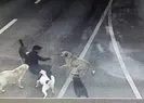 Bakırköy’de sokak köpekleri dehşet saçtı!