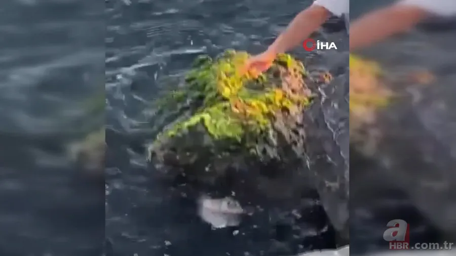 İstanbul Pendik’te şoke eden olay! Balıkçının oltasına öyle bir şey takıldı ki… 2