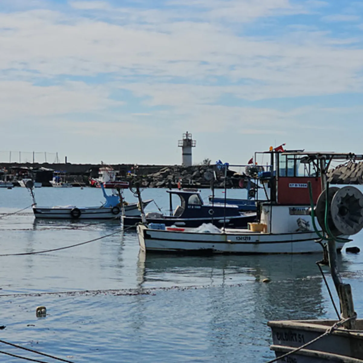 Zonguldak’ta limandan 500 ton hamsi çıktı