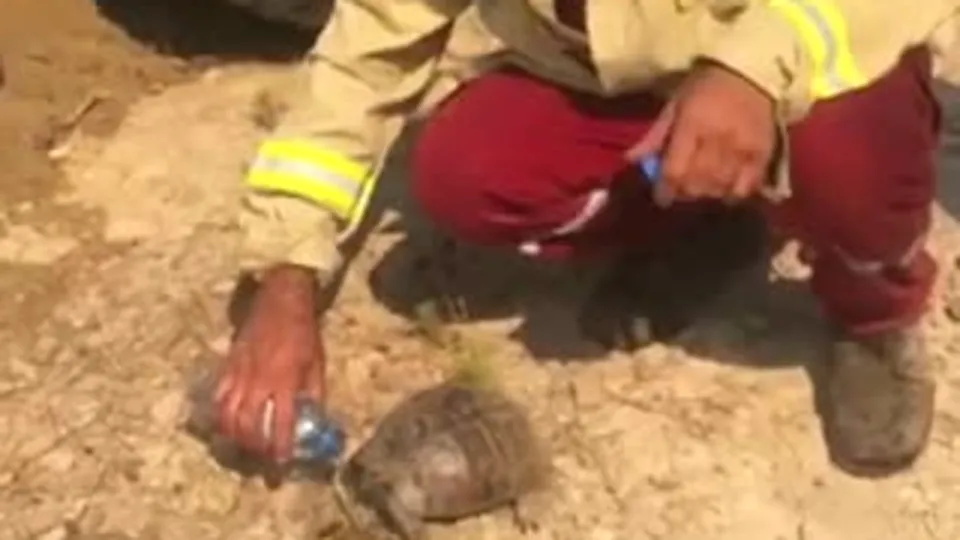 Orman Genel Müdürlüğü bu görüntülerle paylaştı! Bir nefes daha kurtarmak için...