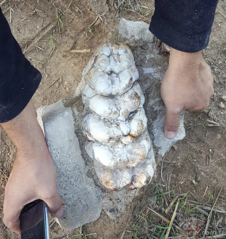 Son dakika: Çanakkale'de 9 milyon yıllık mamut fosilleri bulundu! Fosillerin yaşı nasıl tespit edildi? Jeoloji öğretim üyesi Dr. Sevinç Kapan A Haber'e anlattı 5