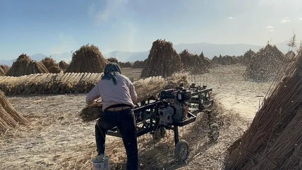 5 aylık kamış sezonunda 1 milyon dolarlık kazanç! İngiltere'den Hollanda'dan müşterileri var - 1