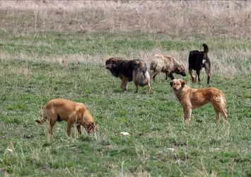 Başıboş köpek sorunu nasıl çözülecek? Tarım ve Orman Bakanı İbrahim Yumaklı 5 maddeye dikkat çekti