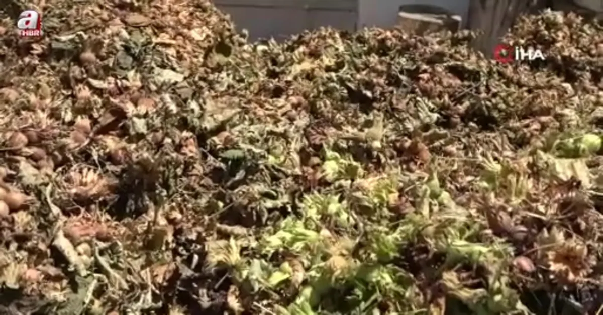 Fındıkta patoz mesaisi başladı