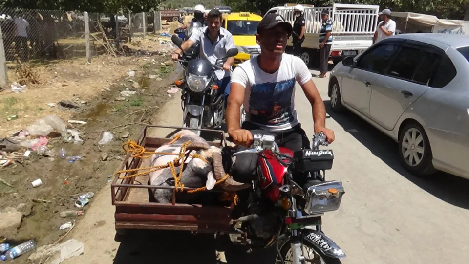 Bayram öncesi ilginç görüntüler! Motosikletle taşıdılar