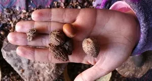 Bu bitkinin yağı saç çıkartıyor!