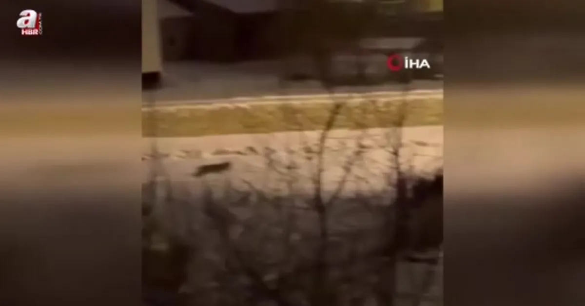 Hakkari'de aç kalan kurt mahalleye indi!