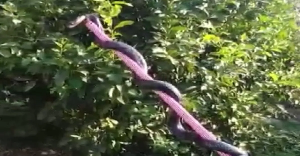 mersin de limon agacindaki 2 5 metrelik yilan video