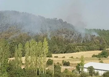 Bolu'da orman yangını!