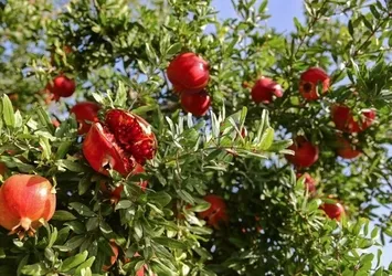 Antalya'da hasadı başladı! 1 tane yiyen hastalık yüzü görmüyor...