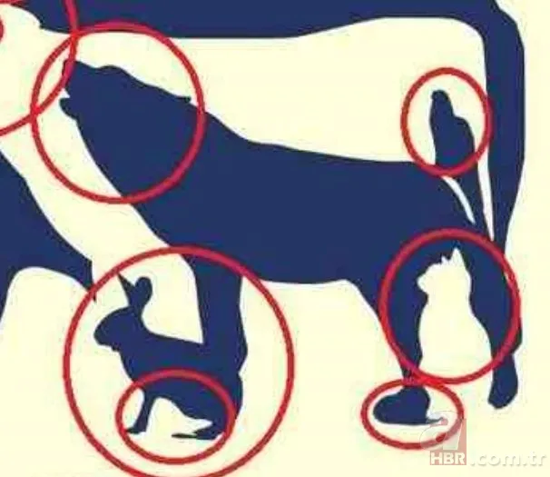 Zeka testi: Resimdeki 10 hayvan nerede? 832 kişiden sadece 9'u bulabildi 7