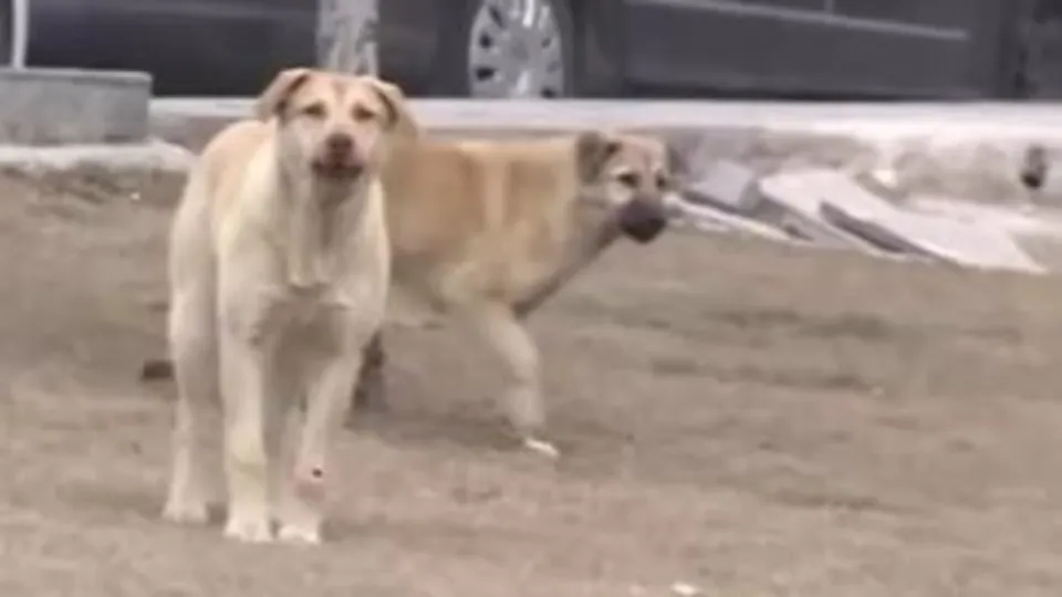 Belediyelere 17 mart’a kadar süre verildi