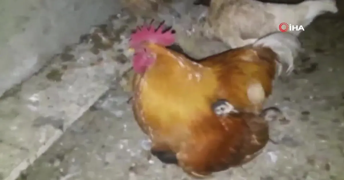 Şahin annelerini kaçırdı! Horoz civcivlere kanat gerdi